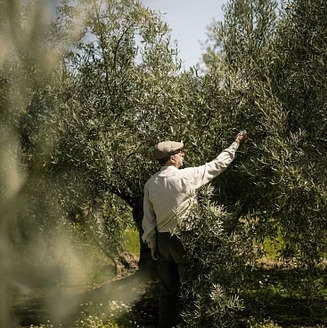 A family member tending the Manaki olive trees in Mycenae