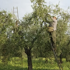 The fruit is carefully harvested.